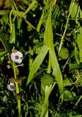 Sagittaria sagittifolia